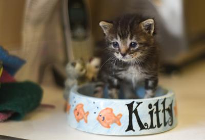 Kitten in a cat food bowl decorated with fish and the word, 'kitty'