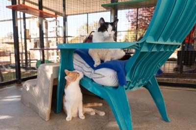Otter the kitten looking up at Elodie the cat sitting on a chair