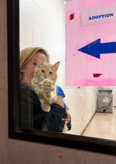 Person holding a cream tabby cat behind the window of a door