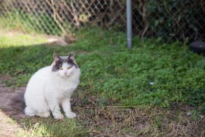 Community cat outside on grass beside a chain-link fence