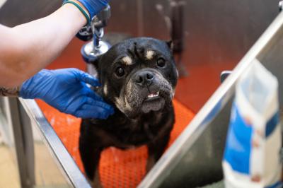 Billy the dog receiving a medicated bath