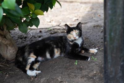 Calico community cat lying down outside