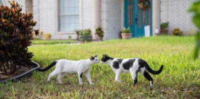 two black and white cats sharing a gentle kiss