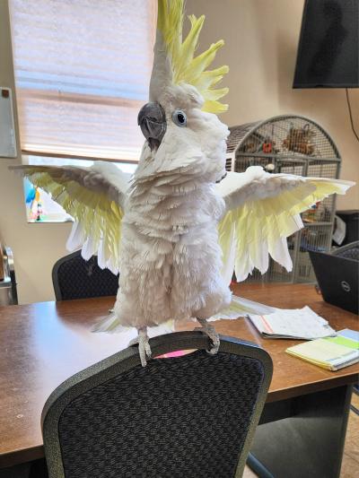 Tilly the sulfur-crested cockatoo standing on a chair with wings spread out and crest up