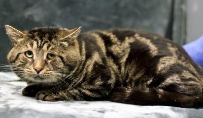Fishtopher the tabby cat looking very sad in a kennel