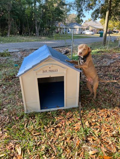 Mr. Freckles the dog standing on his hind legs with front paws on his new doghouse