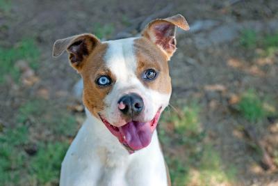 Prince the brown and white dog, smiling with tongue out and one blue and one brown eye