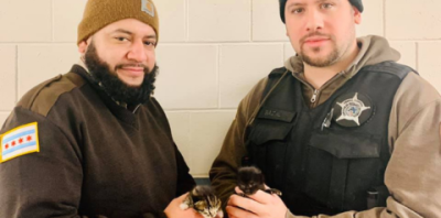 Two animal control officers holding kittens