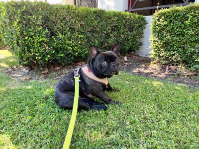Pawrie the French bulldog leashed and sitting on a green grass lawn