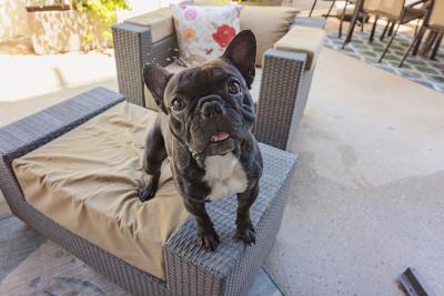 Pawrie the French bulldog standing on an ottoman