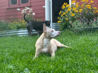 Charlie and Buster the dogs lying in grass by a home