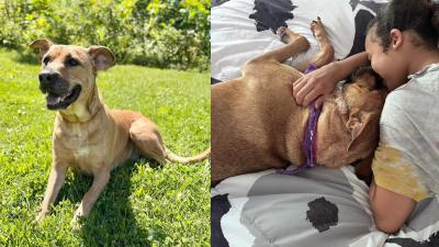Pearl on her Dog’s Day Out, enjoying sunshine and cuddle time.