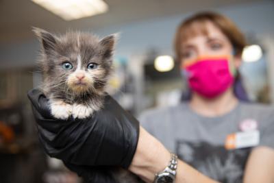 Person wearing a pink mask holding a gray and white kitten