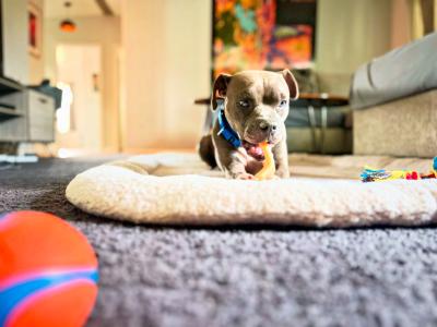 Pepper the dog lying on a dog bed chewing on a toy