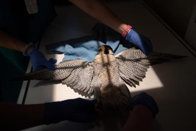 Two human hands holding a falcon down with wings outstretched for an X-ray