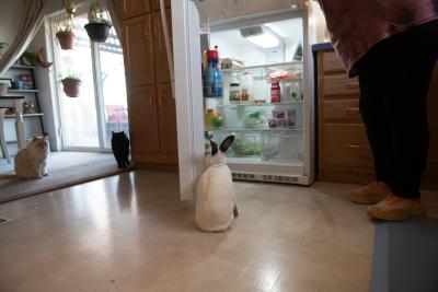 Peter the rabbit looking in the refrigerator