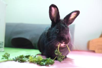 Phoenix the rabbit eating some greens