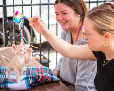 Two people playing with a kitten