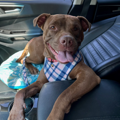 Happy brown dog wearing a plaid harness sitting in the seat of a vehicle