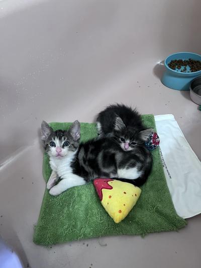 Pickle and Chip the kittens lying together on a blanket in a bathtub
