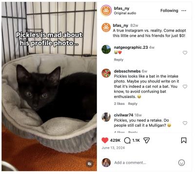 A funny moment turned into a call to adopt.