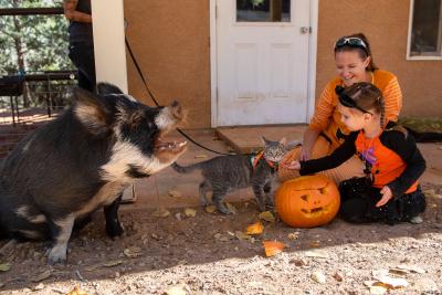 A person, child, cat and Petunia the pig (with her mouth open) next to a jack-o'-lantern