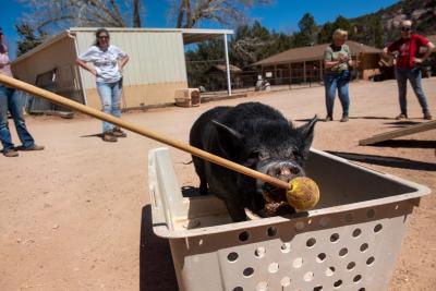 Smitty the pig in a cart with his nose to a tennis ball target stick, while multiple watch from a distance