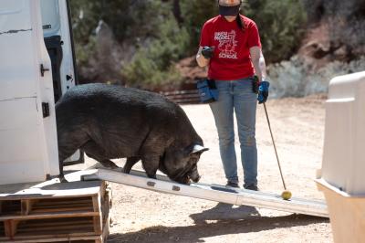 Smitty the pig walking down a ramp from a vehicle following the target stick held by a perso