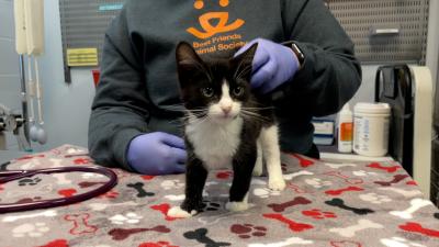 Person wearing a Best Friends logo sweatshirt and rubber gloves petting Piglet the kitten