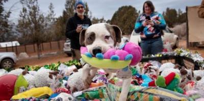 White and brown dog in a trailer full of toys with one toy in its mouth
