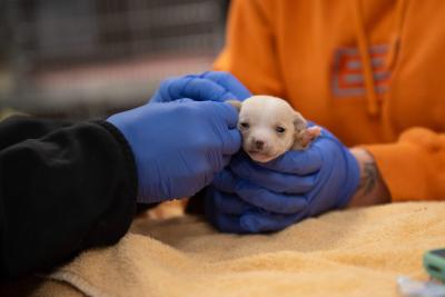 Pioneer the puppy receiving attention and being held by gloved hands