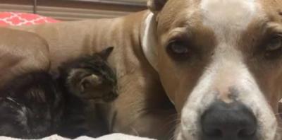 Gray pit bull snuggling with black kitten