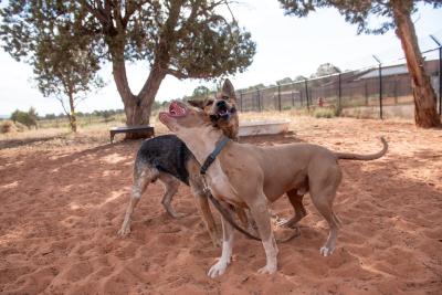 Bonito the dog playing with another dog outside in a playgroup