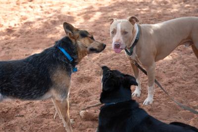 Three dogs including Bonito outside in a playgroup