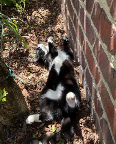 Tib lying upside down outside beside a brick wall