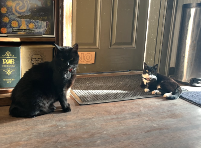 Edgar the cat beside Tib the kitten