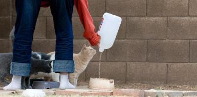 Community Cat Programs: Public Policy and Legal Considerations