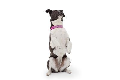 Polly the dog sitting up on her hind legs