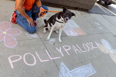 Polly on a leash with a person on a sidewalk with chalk drawings and the word 'Pollypalooza' beside an arrow