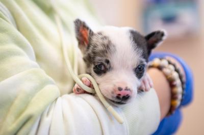 Person wearing a protective gown holding Polly Pocket the puppy in their arms
