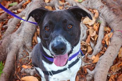 Polly the dog outside on a leash in front of some tree roots and fallen leaves
