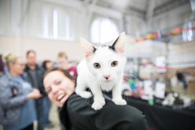 White and black kitten standing on the arm of a smiling person