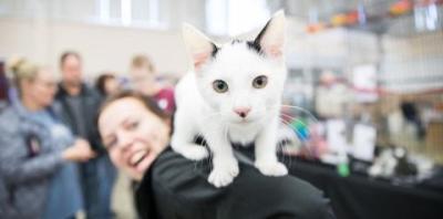 White cat on person&#039;s shoulder