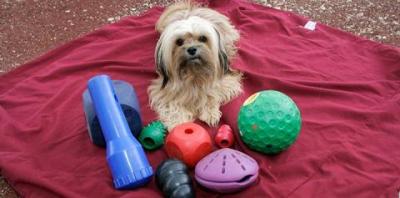 Positive Reinforcement: Training with Praise and Rewards