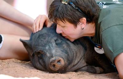Person wearing a Best Friends Animal Sanctuary volunteer badge kissing the head of a lying down potbellied pig