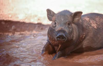 Black potbellied pig lying in a mud puddle