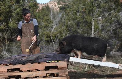 Person using a targeting tool (a stick with a tennis ball on the end) to direct a potbellied pig over an agility course item to walk on 