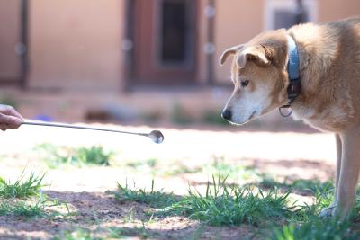 Person's hand holding a tasty treat out for Prairie Dawn the dog