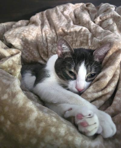Prancer the cat lying down snuggled up in a blanket with front paws and head sticking out