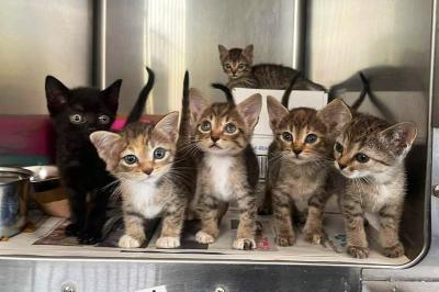 Litter of six kittens together in a kennel